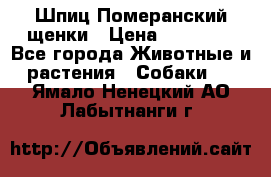 Шпиц Померанский щенки › Цена ­ 25 000 - Все города Животные и растения » Собаки   . Ямало-Ненецкий АО,Лабытнанги г.